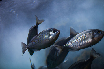 fish in aquarium