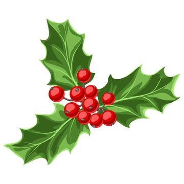 Illustration of holly branch with berries.