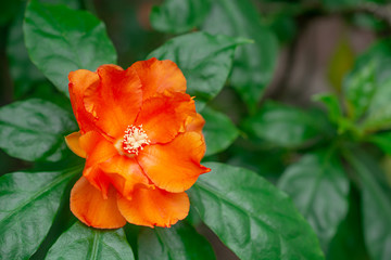 Blooming beautiful orange color flower with green leaf.