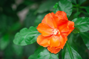 Fototapeta premium Blooming beautiful orange color flower with green leaf.