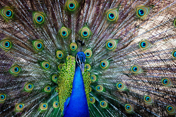 Amazing peacock during his exhibition