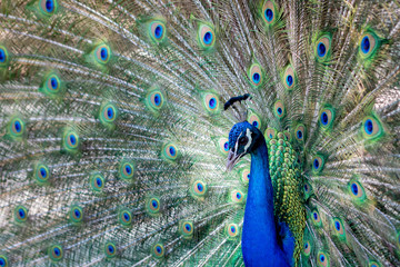 Obraz premium Amazing peacock during his exhibition