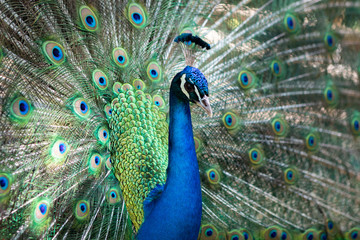 Obraz na płótnie Canvas Amazing peacock during his exhibition