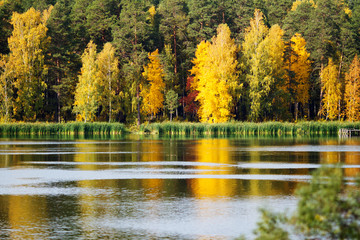 Beautiful colorful autumn forest reflected in the river