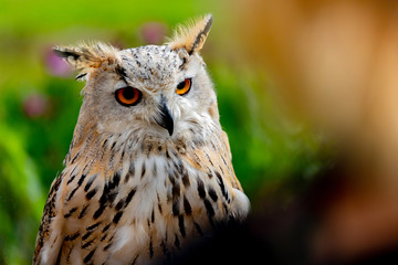 Royal Owl