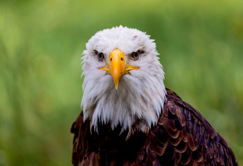 Obraz premium American symbol