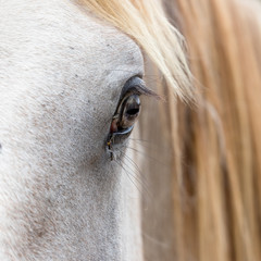 Horses grazing in the centre of France.