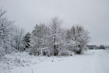  Snow blizzard and snowfall. Beautiful winter snowy landscape in a city park. Winter in the forest. New Year landscape. Fresh snow on the trees.