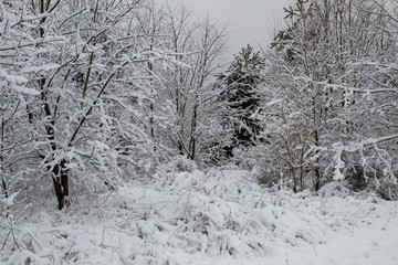  Snow blizzard and snowfall. Beautiful winter snowy landscape in a city park. Winter in the forest. New Year landscape. Fresh snow on the trees.