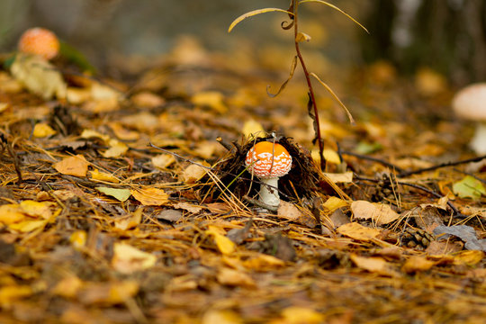 Little mushroom Fly agaric grows on the forest floor among dry fallen leaves in sunny autumn october day