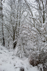  Winter Christmas landscape with lots of snow and beautiful Christmas trees. Trees close-up in the snow. Snowy winter landscape in a city park.