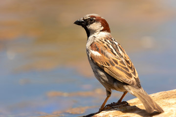Beautiful brown sparrow taking a bath