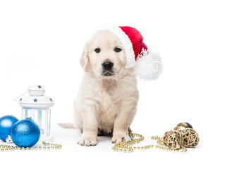 Golden retriever puppy with new year hat and decorations isolated
