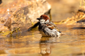 Beautiful brown sparrow taking a bath