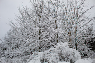  Winter Christmas landscape with lots of snow and beautiful Christmas trees. Trees close-up in the snow. Snowy winter landscape in a city park.