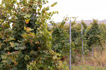 Vineyard in Romania