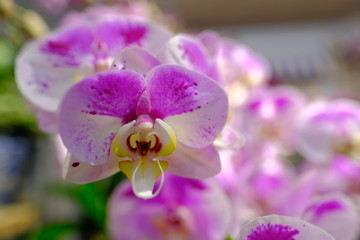 Macro view of cute little purple pink white color Orchid flower bouquet in full blossom