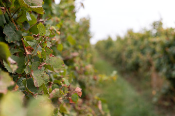 Vineyard in Romania