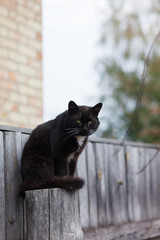 Young black and white cat sitting on the fence