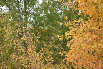 autumn leaves on tree