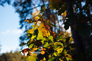 Very beautiful autumn leaves. Yellow and green oak leaves on a tree in the sun
