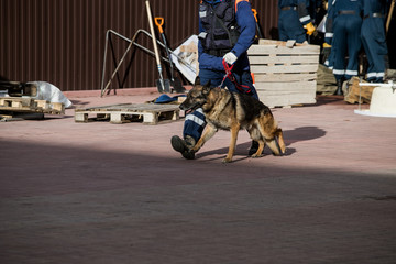 Search and rescue forces search through a destroyed building with the help of rescue dogs.