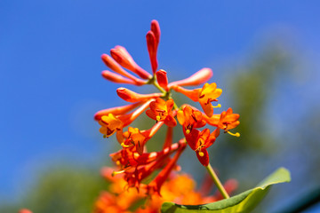 Hybrid brown honeysuckle flower in garden