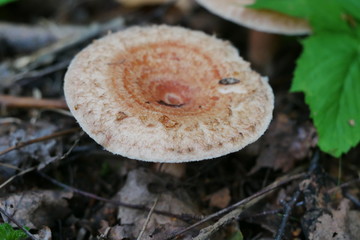 Pilze Mushroom Fungi in Sachsen