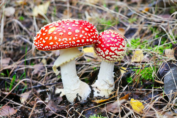 Fliegenpilze (Amanita muscaria) bei Steinbruch Oberschöna