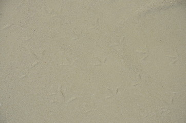 The beach and bird's footprints