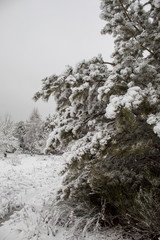Snowy winter forest during a snowstorm in Europe. Heavy snow storm and blizzard. The beginning of winter is in full swing.