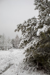 Snowy winter forest during a snowstorm in Europe. Heavy snow storm and blizzard. The beginning of winter is in full swing.