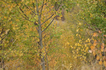 autumn leaves on tree