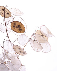 Lunaria annua plant, silver dollar plant against white light.