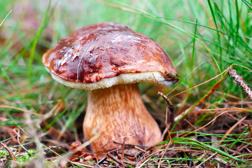 Bild. Nr. 166 Maronenröhrling (Imleria badia) bei Annaberg-Buchholz