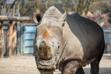 Fototapeta premium portrait of rhinoceros in the zoo
