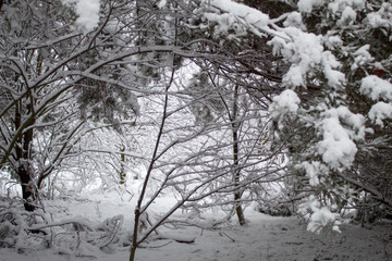 Snowy winter forest during a snowstorm in Europe. Heavy snow storm and blizzard. The beginning of winter is in full swing.