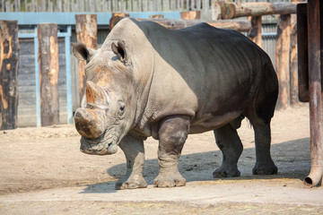 Naklejka premium powerful male rhinoceros in the zoo