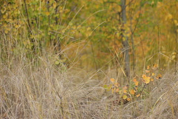 grass in autumn