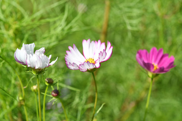 コスモスの花