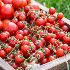 Ripe tomatoes on a wooden tray. On the grass
