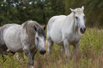 Obraz na płótnie Canvas Horses grazing in the centre of France.