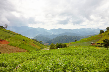 Fototapeta na wymiar landscape with flowers and mountains, in Chiang Mai