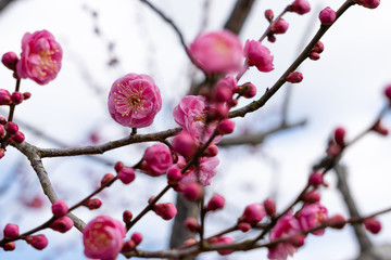 ピンクの梅の花