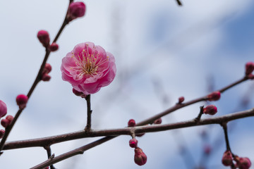 ピンクの梅の花