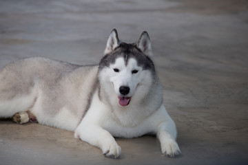 Siberian Husky dogs looks around. Husky dogs has black and white coat color.