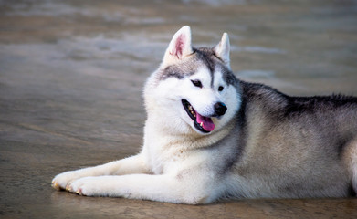 Siberian Husky dogs looks around. Husky dogs has black and white coat color.