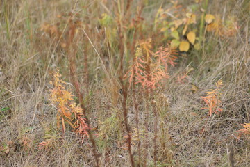 grass in autumn
