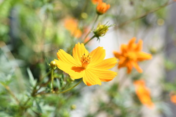 オレンジ色の花　コスモス