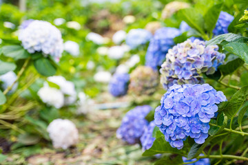 Hydrangea flower garden at Chiang Mai